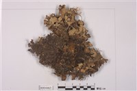 藏品(牛皮葉屬)的圖片